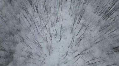 Aerial top down high angle view flying over  forest full with bare trees in winter
