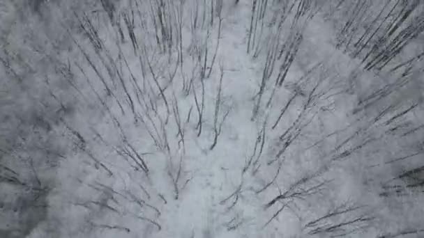 Aerial Top High Angle View Flying Forest Full Bare Trees — Stockvideo