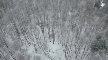 Aerial high angle view flying over  forest full with bare trees in winter