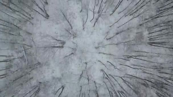 Aerial Top View Flying Forest Full Bare Trees Winter — 图库视频影像