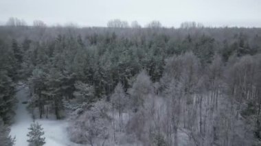 Aerial ascending shot over frost covered forest revealing horizon and wind turbine in a distance
