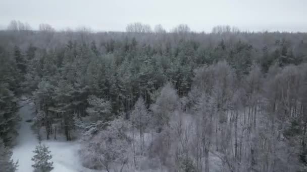 遠くに水平線と風力タービンを明らかに森林覆われた霜の上に空中上昇ショット — ストック動画
