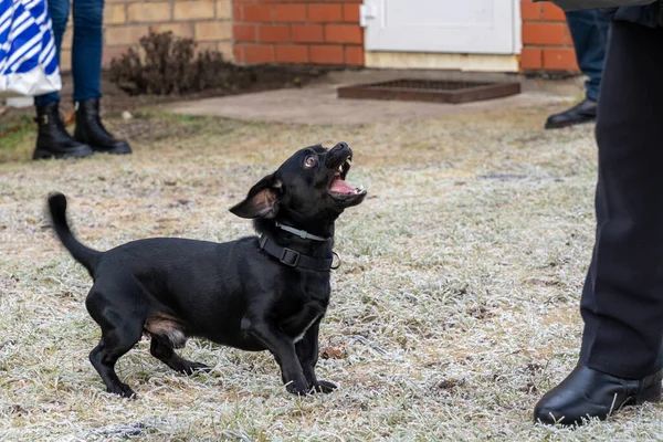 Μαύρο Σκυλί Pekingese Dachshund Μείγμα Στέκεται Παγωμένο Γρασίδι Και Γαβγίζει — Φωτογραφία Αρχείου