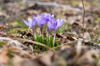 Baharın başlarında çiçek açan mor timsahlar. Mor crocus çiçekleri, menekşe krokusu.