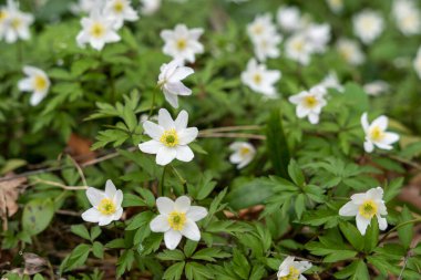 Anemonoides nemorosa (Anemone nemorosa) yeşil arkaplan ile beyaz ahşap şakayık çiçeği
