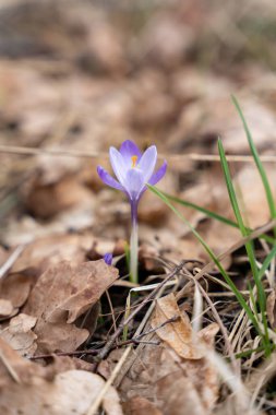 Baharın başlarında tek çiçekli mor örgü çiçeği. Mor crocus çiçeği, mor crocus