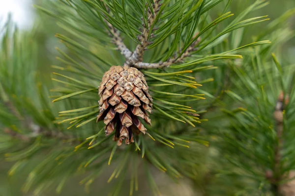 Half Open Pine Cone Branch Green Needles — Stock Photo, Image