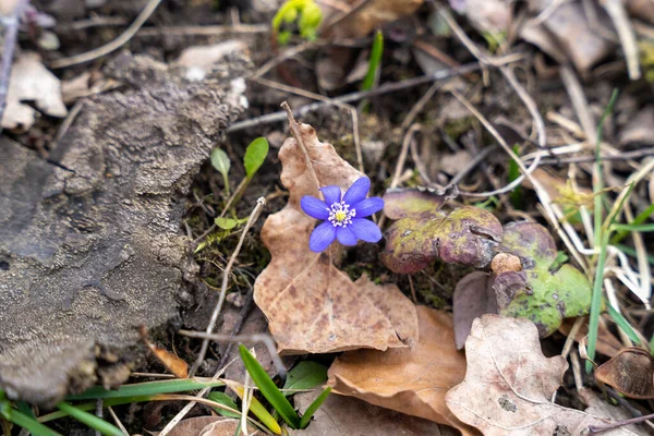 stock image Single blooming blue common hepatica, liverwort, kidneywort, or pennywort (Anemone hepatica)