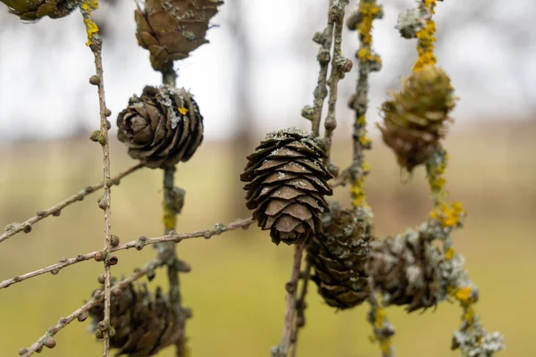 Європейське Дерево Ларч Larix Decidua Шишки Гілці Голок — стокове фото