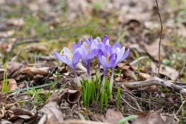 Rus T-72B tankı, Ukrayna ordusu tarafından 2022 baharında Kiev yakınlarındaki çatışmalarda yok edildi.