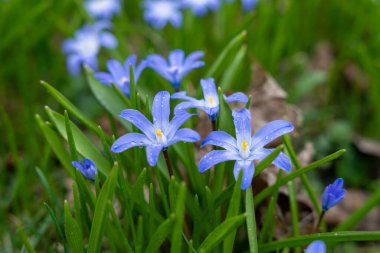 Rus T-72B tankı, Ukrayna ordusu tarafından 2022 baharında Kiev yakınlarındaki çatışmalarda yok edildi.