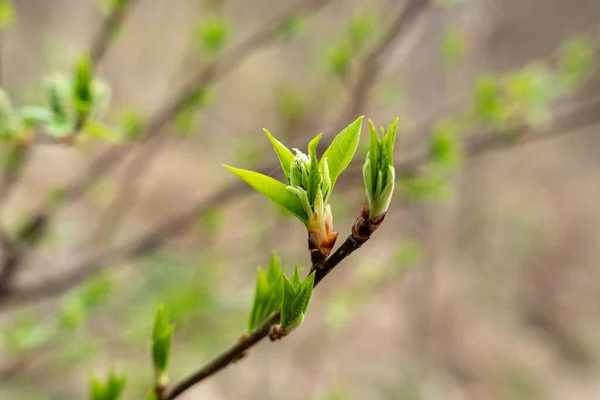 Folhas Verdes Mola Botões Frescos Galhos Começo Primavera — Fotografia de Stock