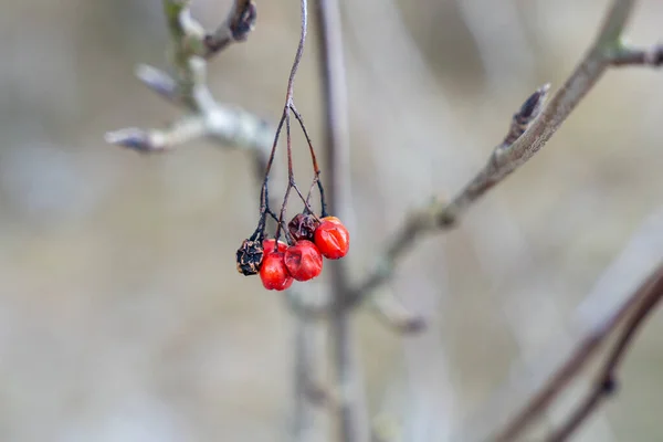 古いローワン ソルバス オークシア の果実は木の小枝からぶら下がっています — ストック写真