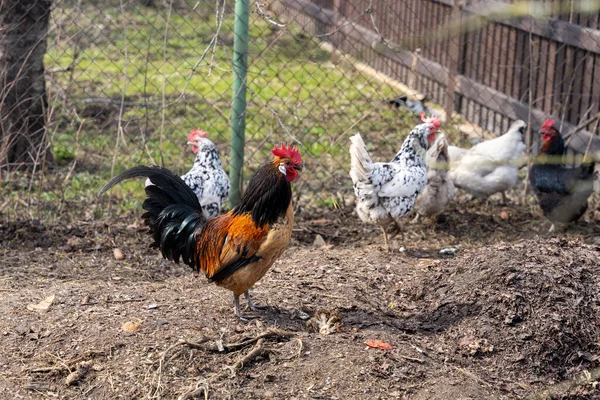 Gyönyörű Tiszta Kakas Csirke Zárt Fehér Csirke Háttérben — Stock Fotó