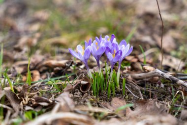Baharın başlarında çiçek açan mor timsahlar. Mor crocus çiçekleri, menekşe krokusu.