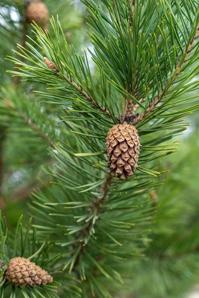 Half Open Pine Cone Branch Green Needles — Stock Photo, Image