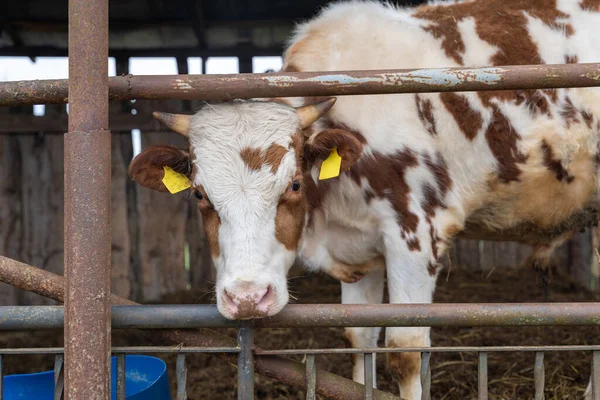 Genç Red Holstein dana boğası açık havada inek ahırında