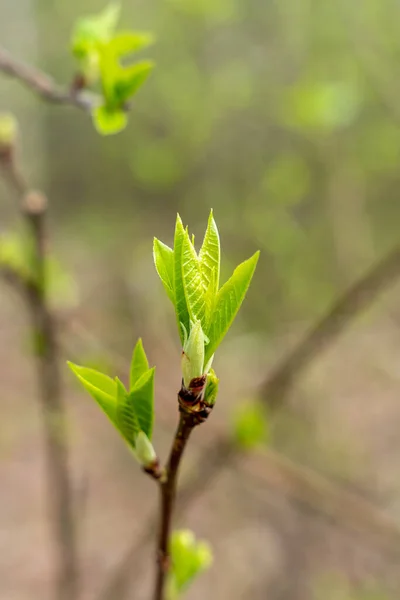春天开始 嫩绿的春叶 嫩枝上的嫩芽 — 图库照片