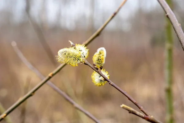 Close Yellow Blooming Pussy Willow Spring Time — Zdjęcie stockowe