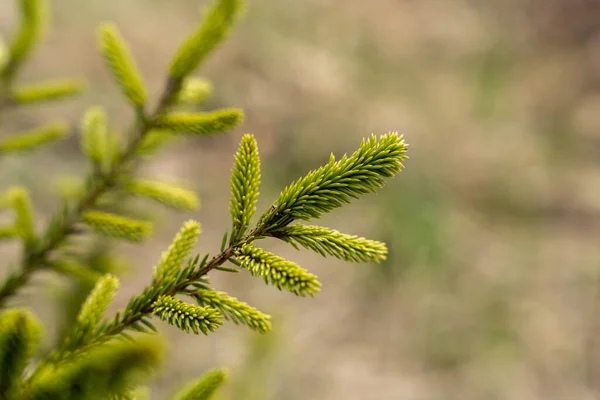 Verse Groene Sparren Naalden Het Voorjaar — Stockfoto