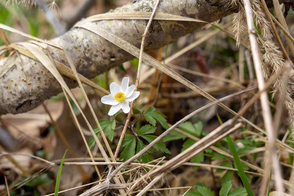Weiße Blume Der Waldanemone Anemonoides Nemorosa Oder Anemone Nemorosa Mit — Stockfoto