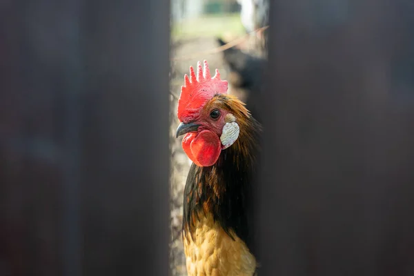 Κόκκορας Κοιτάζοντας Μέσα Από Κενό Πίσω Από Φράχτη Περίβολο Κοτόπουλου — Φωτογραφία Αρχείου