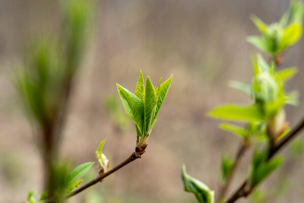 Зеленые весенние листья, свежие почки на ветках в начале весны