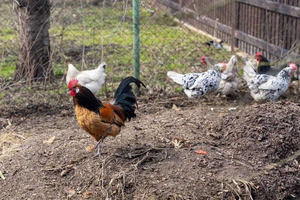 背景に白い鶏と鶏のエンクロージャ内の美しいきれいな鶏 — ストック写真