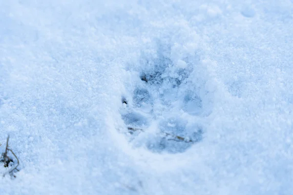 雪の中の犬の絵 Print — ストック写真