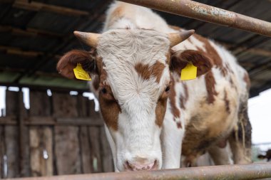 Metal çitlerin arkasındaki inek ahırında genç, kırmızı Holstein buzağı.