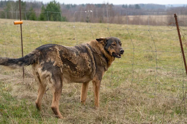 Γερμανικός Ποιμενικός Τύπος Ένα Σκυλί Στέκεται Μπροστά Από Φράχτη Πρόβατα — Φωτογραφία Αρχείου