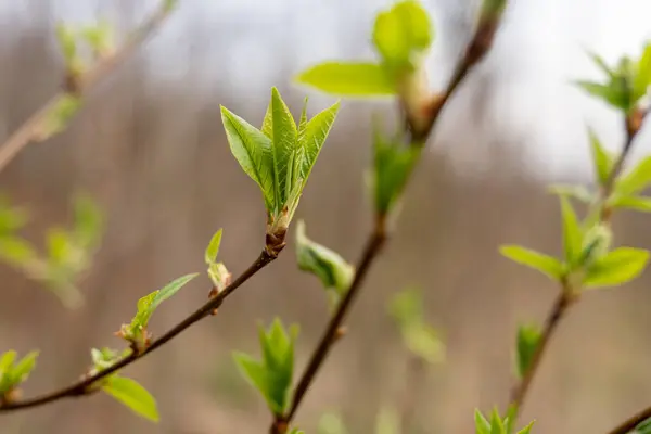Zöld Tavaszi Levelek Friss Rügyek Ágakon Tavasszal Kezdődik — Stock Fotó