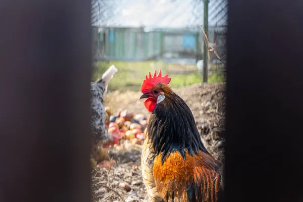 鸡舍内透过栅栏后面的缝隙张望的鸡舍 — 图库照片