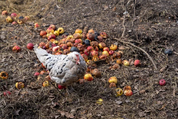 Hen Chicken Enclosure Eating Apples — Stock Photo, Image