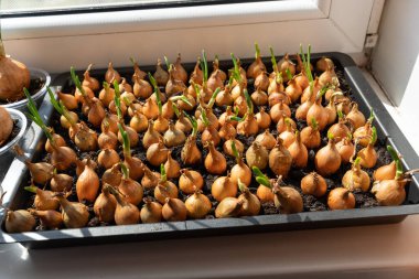 Büyüyen yeşil taze soğanlar pencere eşiğinde