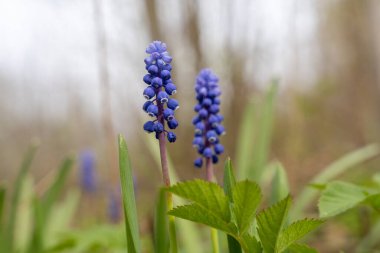 Yeşil arka planlı mavi üzüm sümbülü (Muscari) çiçeği