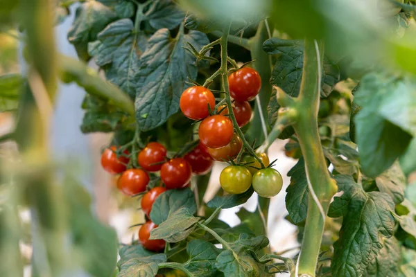 Banda Dojrzałych Czerwonych Pomidorów Wiśniowych — Zdjęcie stockowe