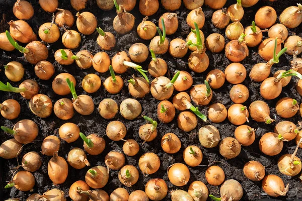 Pencere pervazında büyüyen yeşil soğanlara bak.