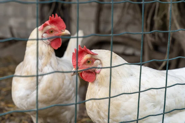 Δύο Λευκά Ενήλικα Κοτόπουλα Πίσω Από Μεταλλικό Φράχτη — Φωτογραφία Αρχείου