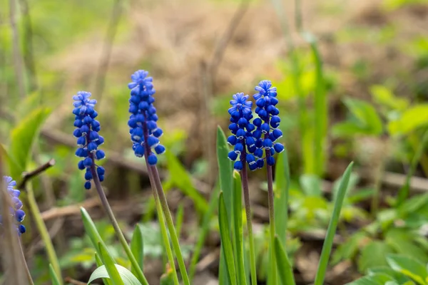 Yeşil arka planlı mavi üzüm sümbülü (Muscari) çiçeği