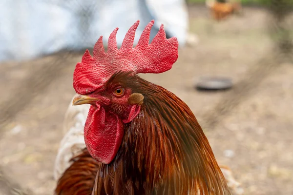 Kakasról Közelkép Amint Átnéz Kerítés Mögötti Résen Csirkeólban — Stock Fotó