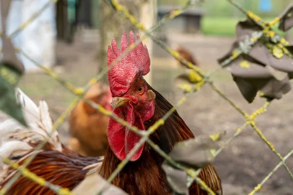 鶏の囲いの金属フェンスの後ろのギャップを通して見て鶏のクローズアップ — ストック写真