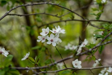 Beyaz kiraz eriği (Prunus cerasifera) çiçekleri
