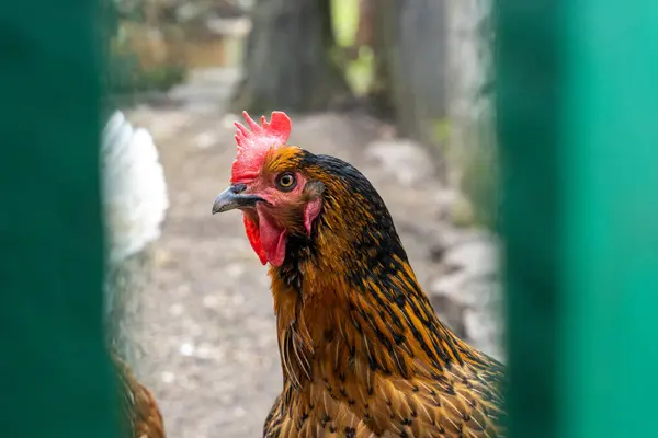 Hen Κοιτάζοντας Μέσα Από Χάσμα Πίσω Από Φράχτη Περίβολο Κοτόπουλου — Φωτογραφία Αρχείου