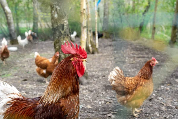 鶏の囲いの金属フェンスの後ろの鶏の閉鎖 — ストック写真