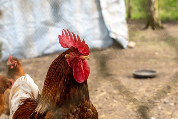 鶏の囲いの金属フェンスの後ろのギャップを通して見て鶏のクローズアップ — ストック写真