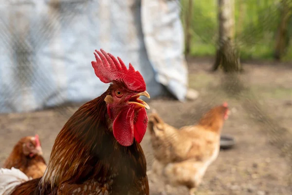 닭우리에 울타리 뒤에서 부리를 벌리고 수탉의 — 스톡 사진