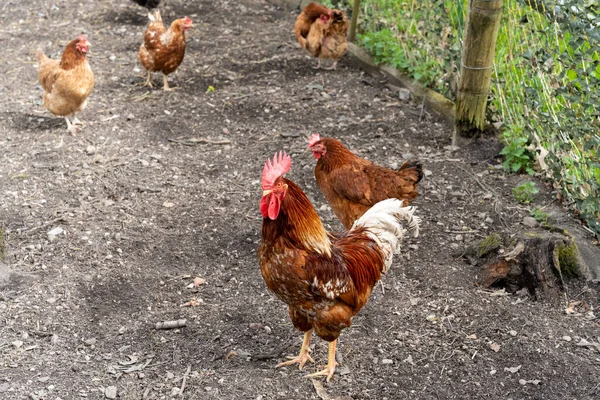 鶏の囲いの金属フェンスの後ろに鶏の背景に他の鶏と鶏 — ストック写真