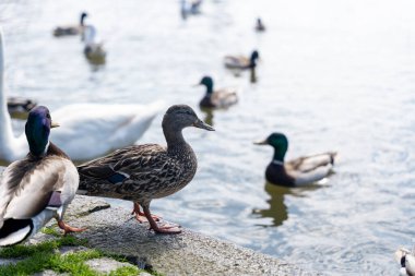 Arka planda diğer yaban ördekleri, dilsiz kuğu ve ringa martıları olan dişi yaban ördekleri