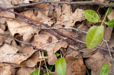 Ateş böcekleri (Pyrrhocoris apterus) ilkbaharda kahverengi yapraklar üzerinde
